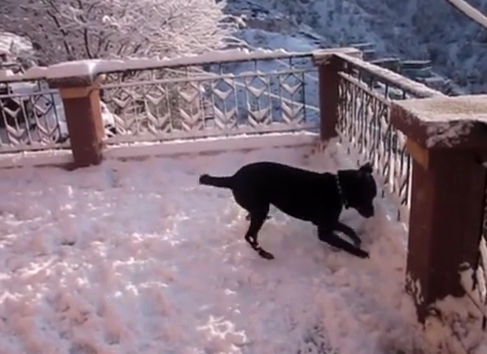 Dog Sees Snow For The First Time and Can’t Even [VIDEO]