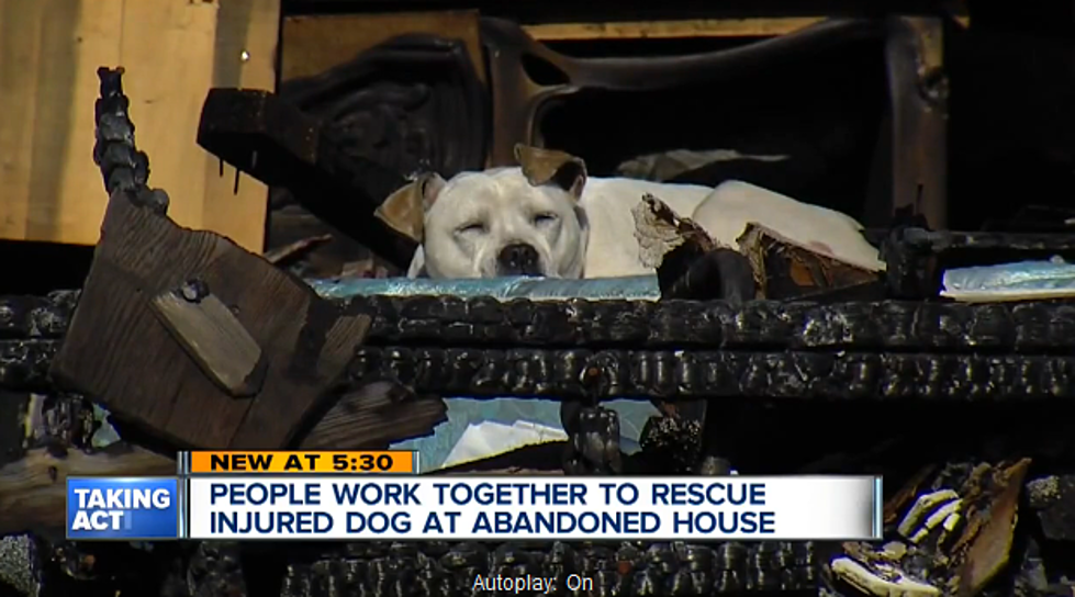 The Good News: Dog Rescued from Burned Out House in Detroit [VIDEO]