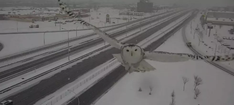 Snowy Owl Takes Spectacular Selfie on Montreal Traffic Camera [VIDEO]