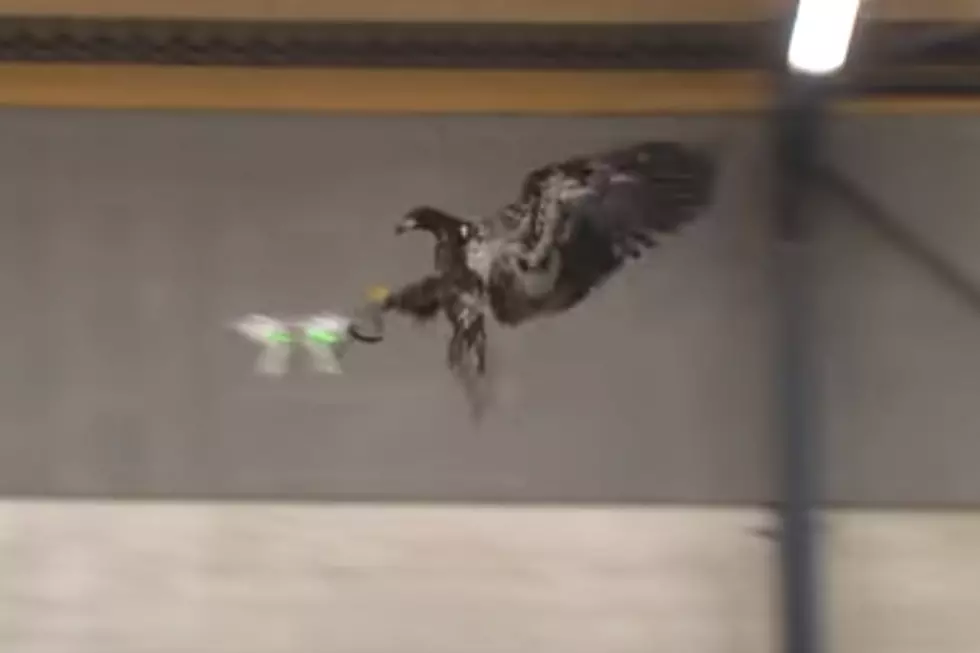 Eagles Trained by Dutch Police to Take Out Drones [VIDEO]