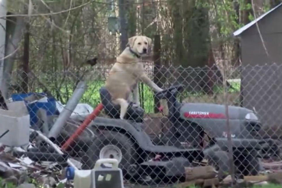 A Dog on a Lawnmower Completely Derails This Reporter’s Tornado Coverage [VIDEO]