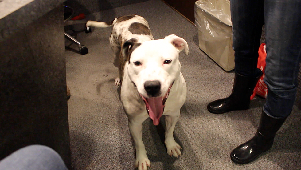 Meet Beamer! AJ’s Animal For Monday, March 28th [VIDEO]