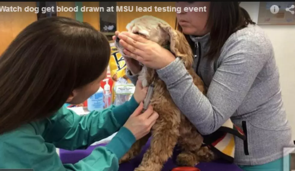 Lead Testing Event Held for Pets at MSU College of Veterinary Medicine [VIDEO]