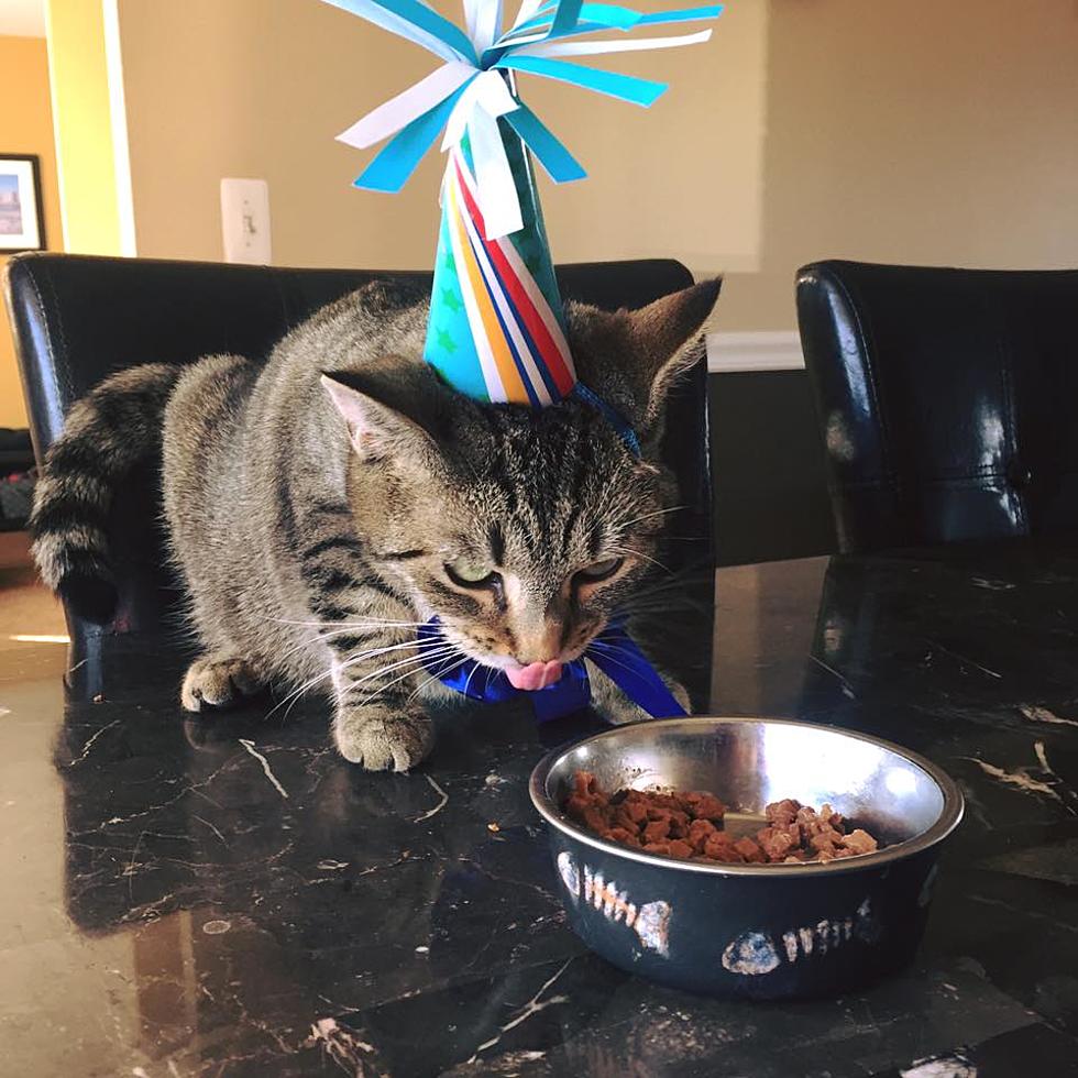 I Threw My Cat A First Birthday Party [VIDEO]