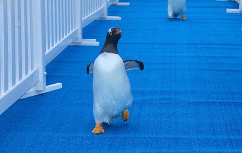 The Good News: Detroit Zoo Rolls Out Blue The Carpet for Penguins [VIDEO]