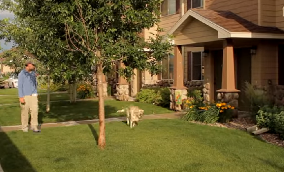 Michigan Apartment Complex Using DNA To Track Dog Poo