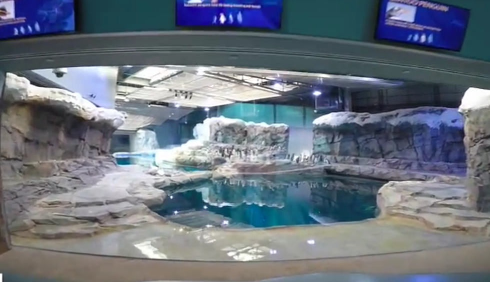 Polk Penguin Conservation Center Opens at Detroit Zoo [VIDEO]