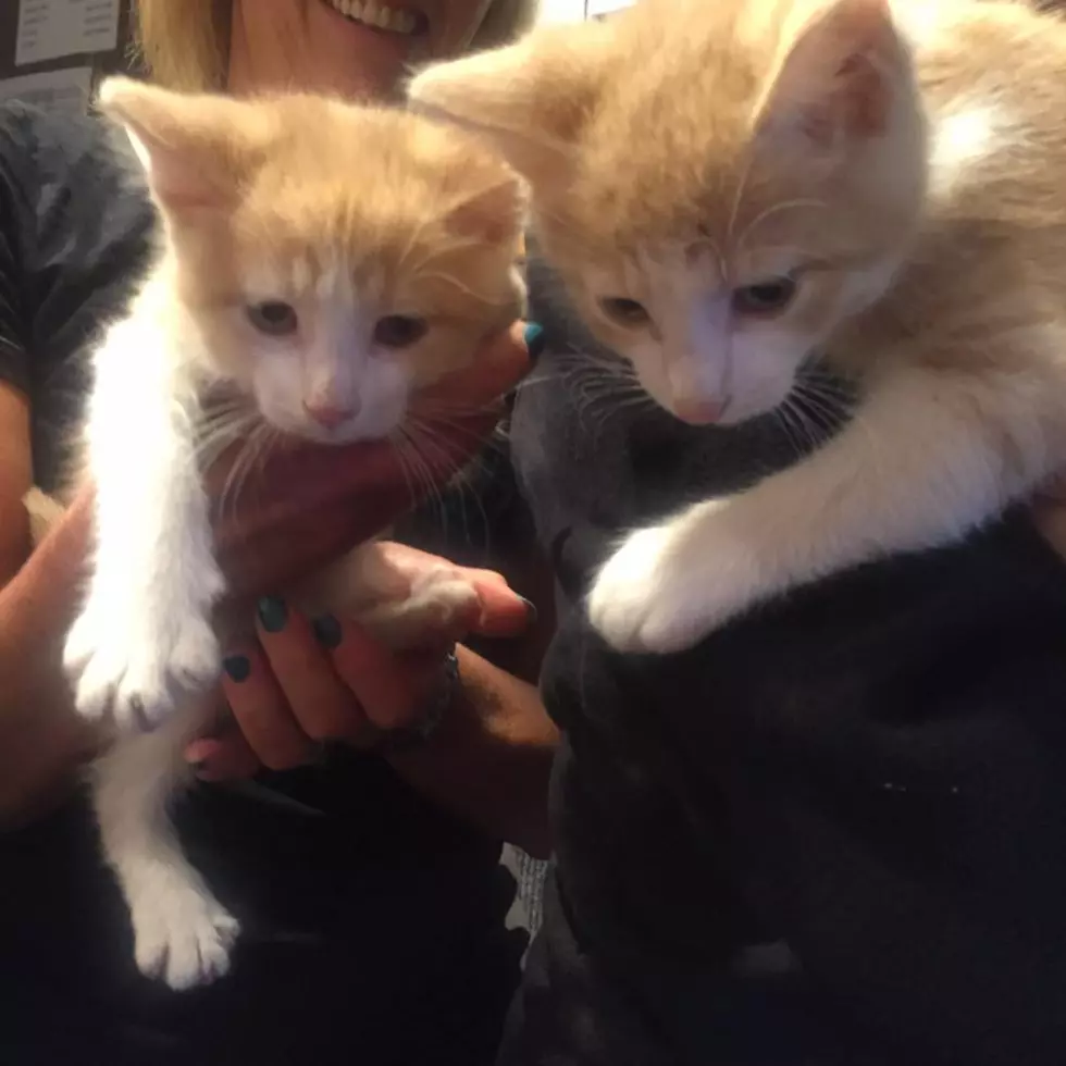 Two Kitten Brothers! AJ&#8217;s Animals for Monday, May 16th [VIDEO]