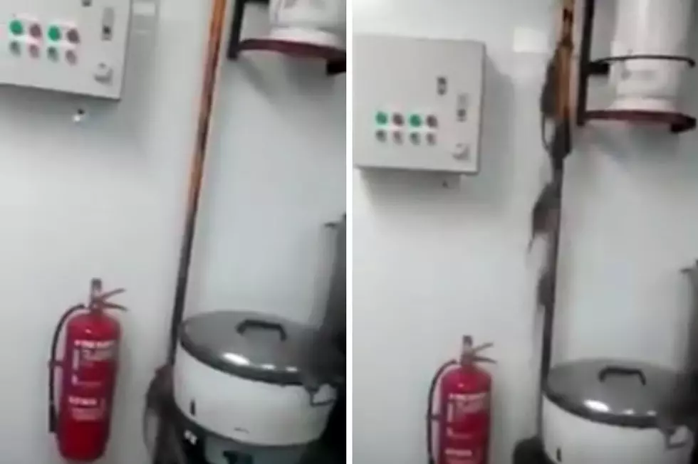 Look How Many Rats Leave the Kitchen When the Lights Go On [VIDEO]