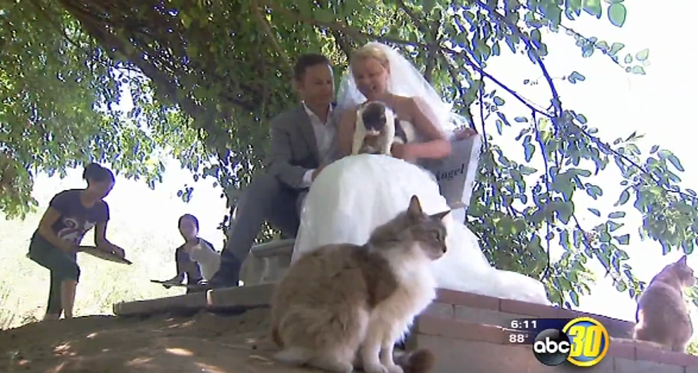 Couple Gets Married at California Cat Sanctuary – The Good News [VIDEO]