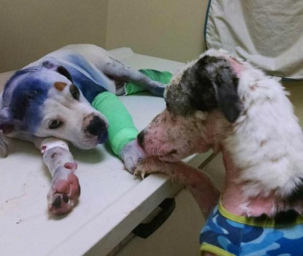 The Good News: Abused Puppy and his New Friend are Viral Stars on Facebook [VIDEO]