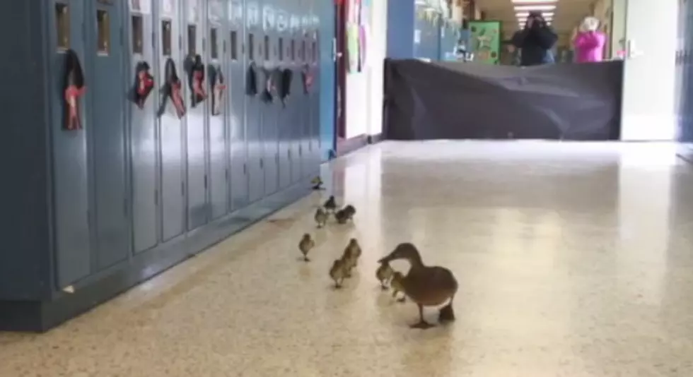 Mother Duck, Ducklings Waddle Through Michigan School for 13th Year [VIDEO]