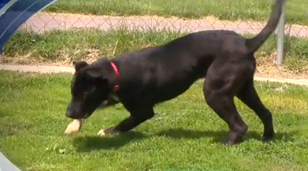 Flint Dog, Found Abused and Emaciated, On His Way to Recovery [VIDEO]