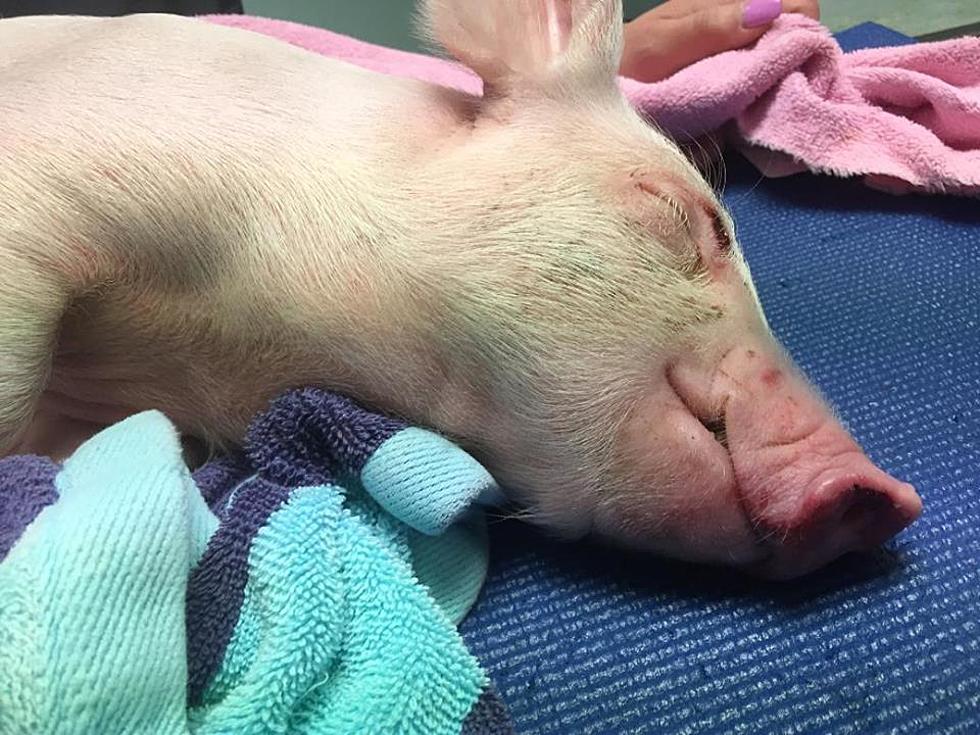 Piglet Falls Off Livestock Truck in Indiana, Ends Up In Flint [VIDEO]