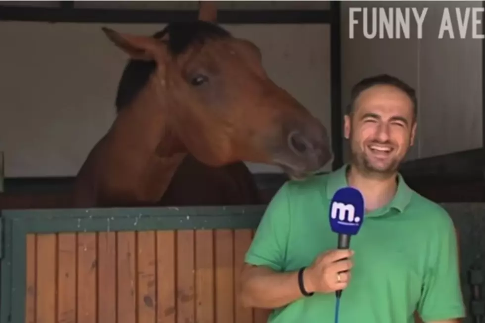 Overly-Friendly Horse Won&#8217;t Let This Reporter Finish His Live Shot [VIDEO]