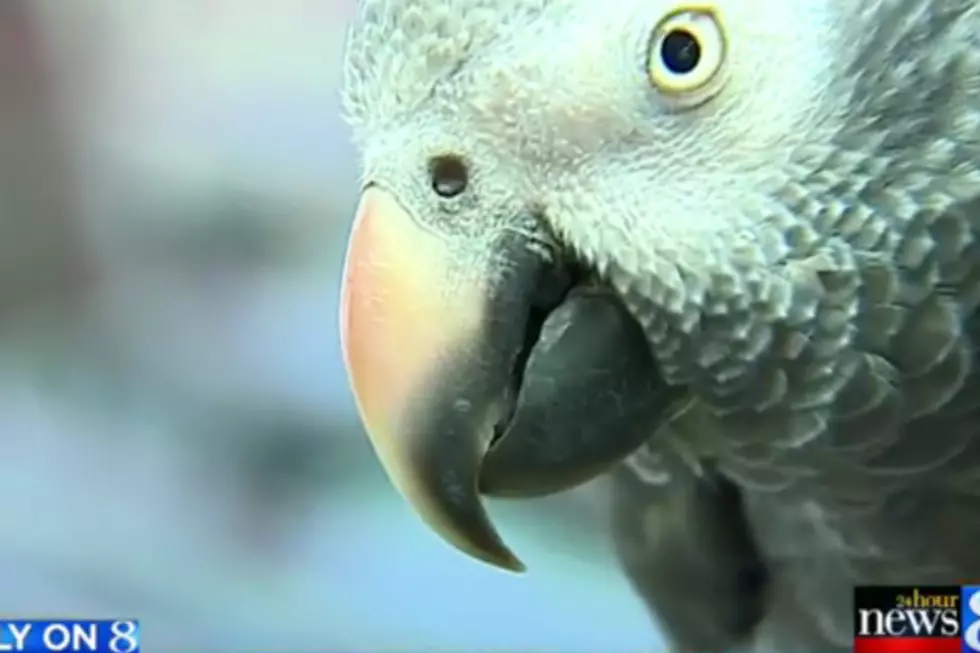 Parrot Cries &#8220;Don&#8217;t F&#8212;ing Shoot&#8221; After Witnessing West Michigan Murder [VIDEO]