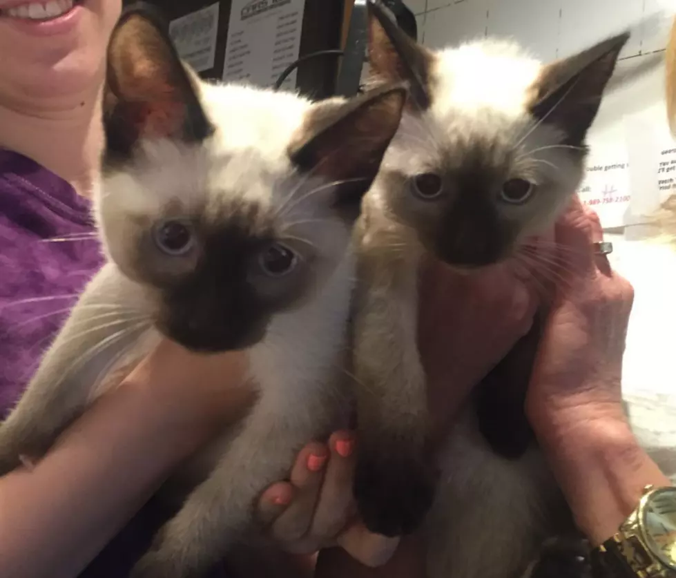 Not One, But TWO Kittens! AJ’s Animals for Monday, June 6th [VIDEO]