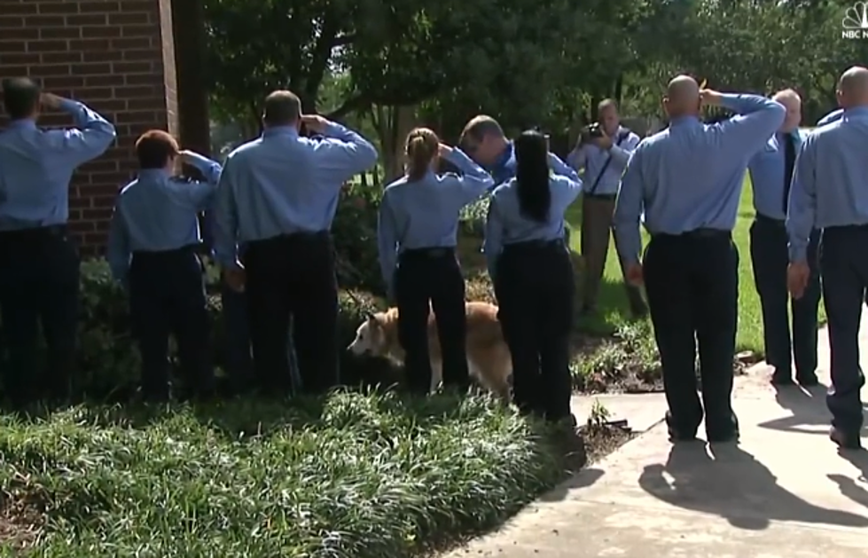 Firefighters Salute Last Surviving 9/11 Rescue Dog Before Being Euthanized [VIDEO]