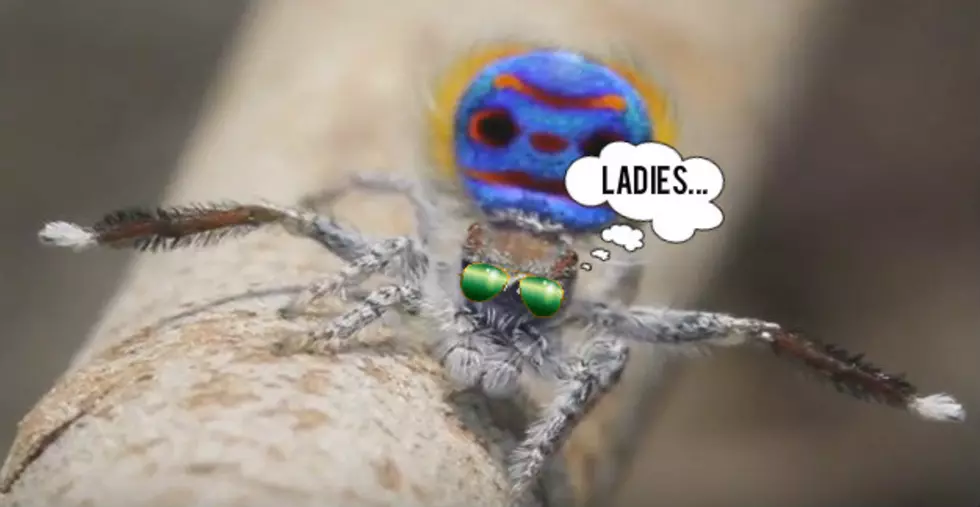 Funky Dancing Spider Breaks The Internet [VIDEO]