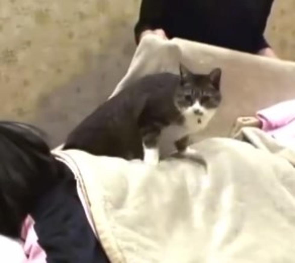 Stressed? How About a Purr-fect Cat Massage [VIDEO]