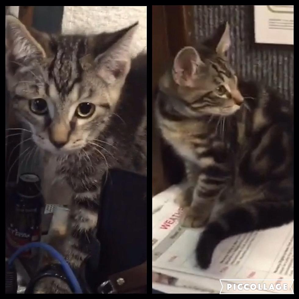 Meet Calvin and Charlie! AJ’s Animals for Monday, June 20th [VIDEO]