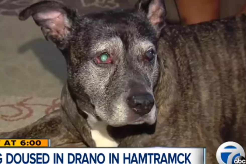 Elderly Dog Doused With Drano During SE Michigan Home Invasion [VIDEO]