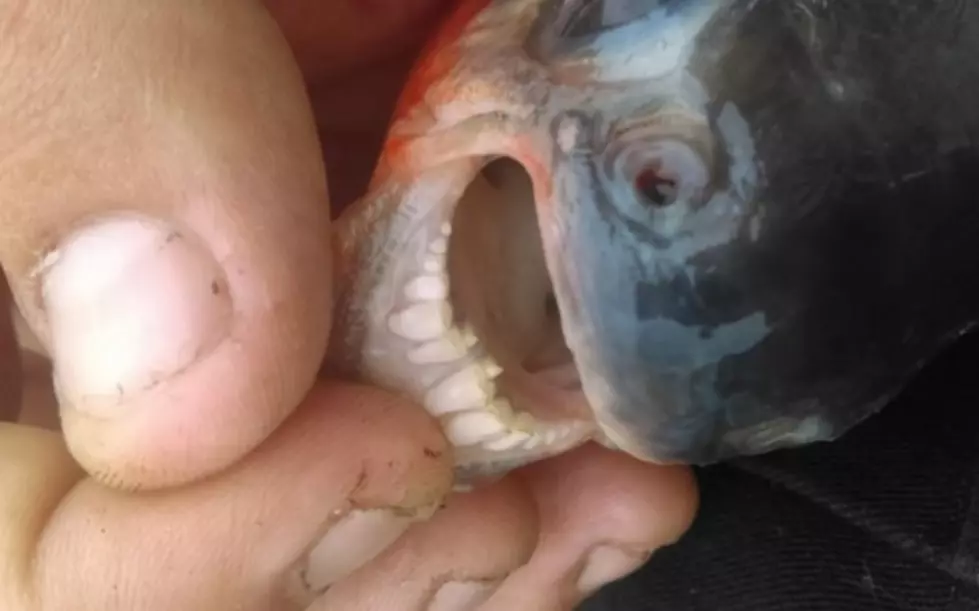 Fish With Human-Like Teeth are Swimming in Michigan Waters &#8212; DNR Knows, Has Horrible Name [PHOTO]