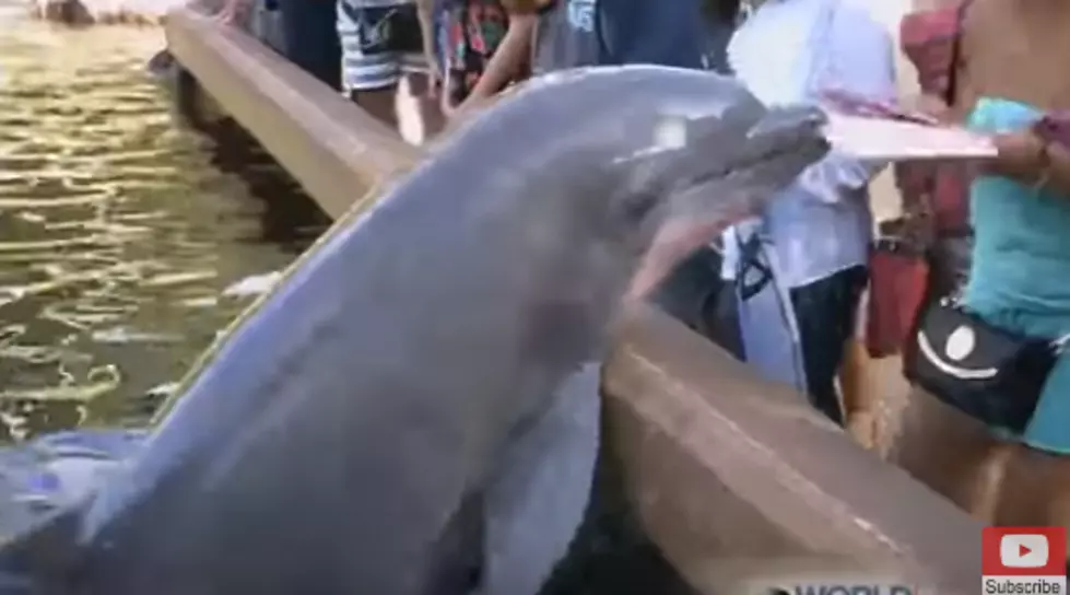 Dolphin Steals an iPad, Shows Tourist Who’s Boss [VIDEO]