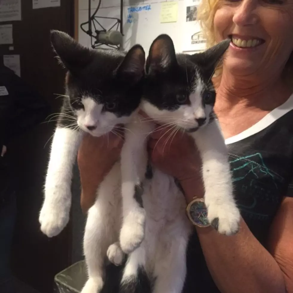 Meet Figaro and Jinx! AJ’s Animals for Monday, September 12th [VIDEO]