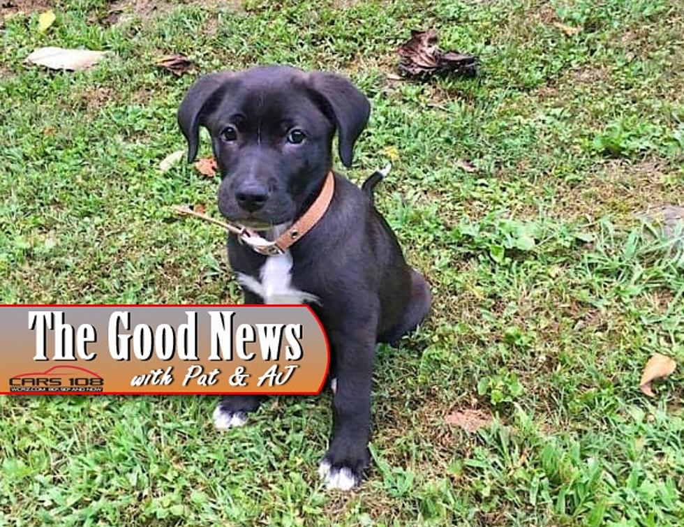 Kentucky Woman Rescues Puppy in Trash Bag – The Good News [VIDEO]