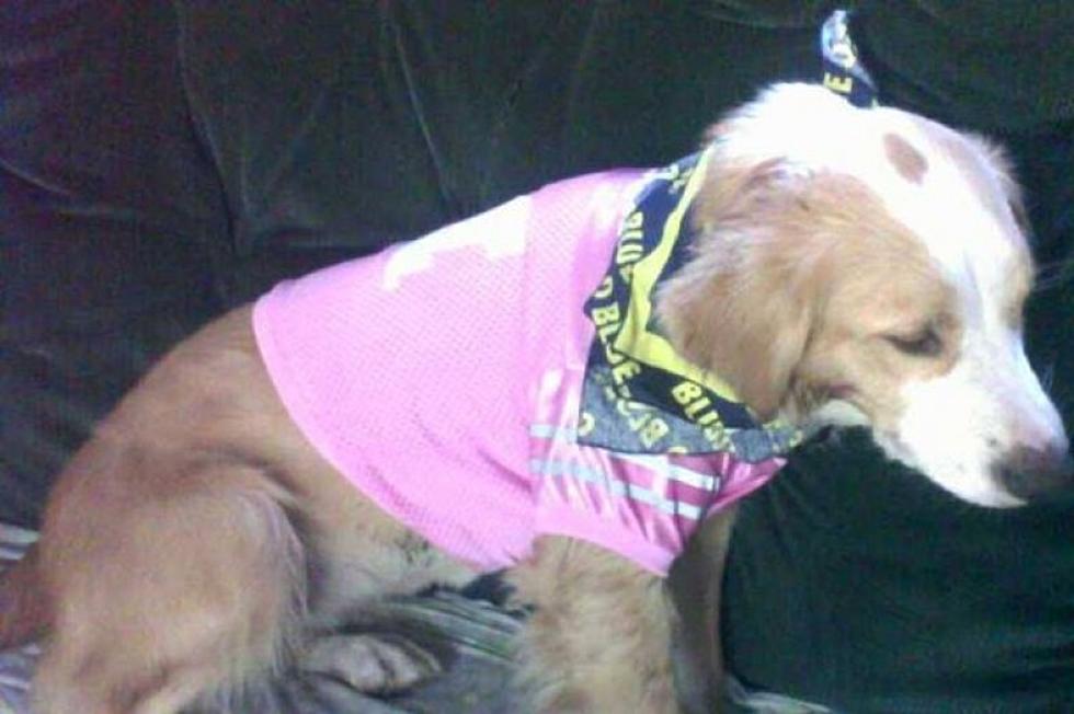 Michigan Therapy Dog Shot by Neighbor for Eating Cat Food