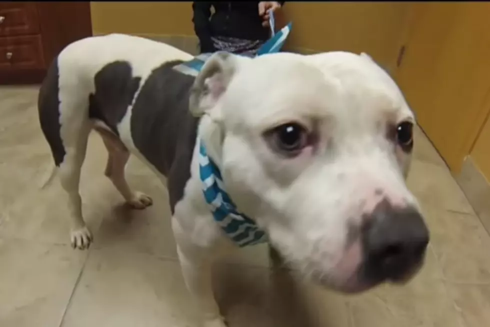 Dog Waits Over a Month for Owners to Return After Family is Evicted from Detroit Home [VIDEO]