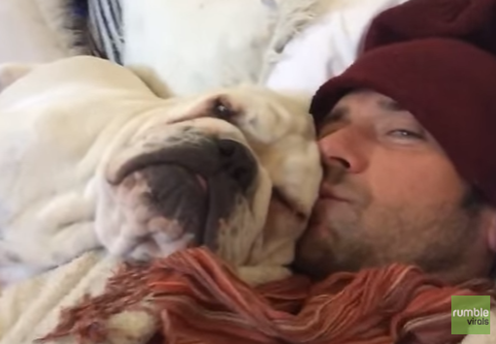 Snoring English Bulldog Refuses to Wake Up [VIDEO]