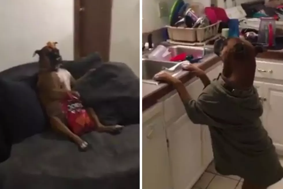 This Dog OWNS the Mannequin Challenge [VIDEO]