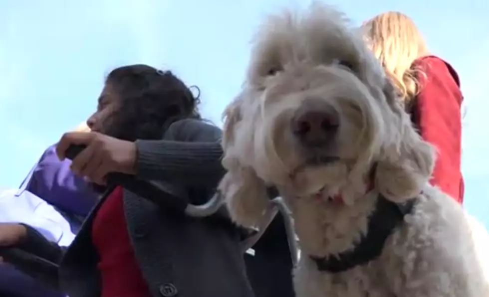 Supreme Court Hears Arguments from Michigan Family over Service Dogs [VIDEO]