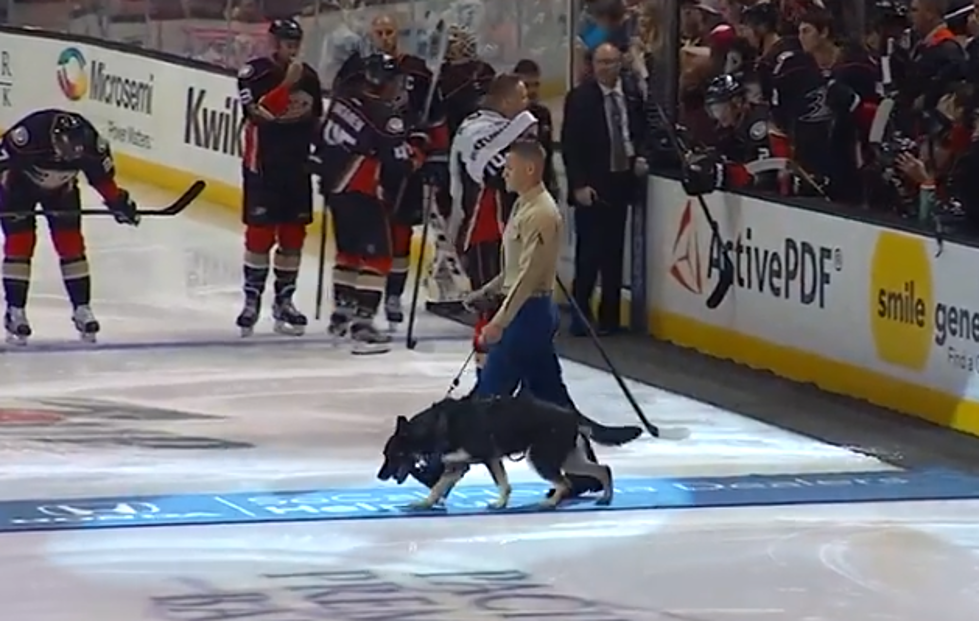 Watch a Military Dog Drop The Puck at an NHL Game [VIDEO]