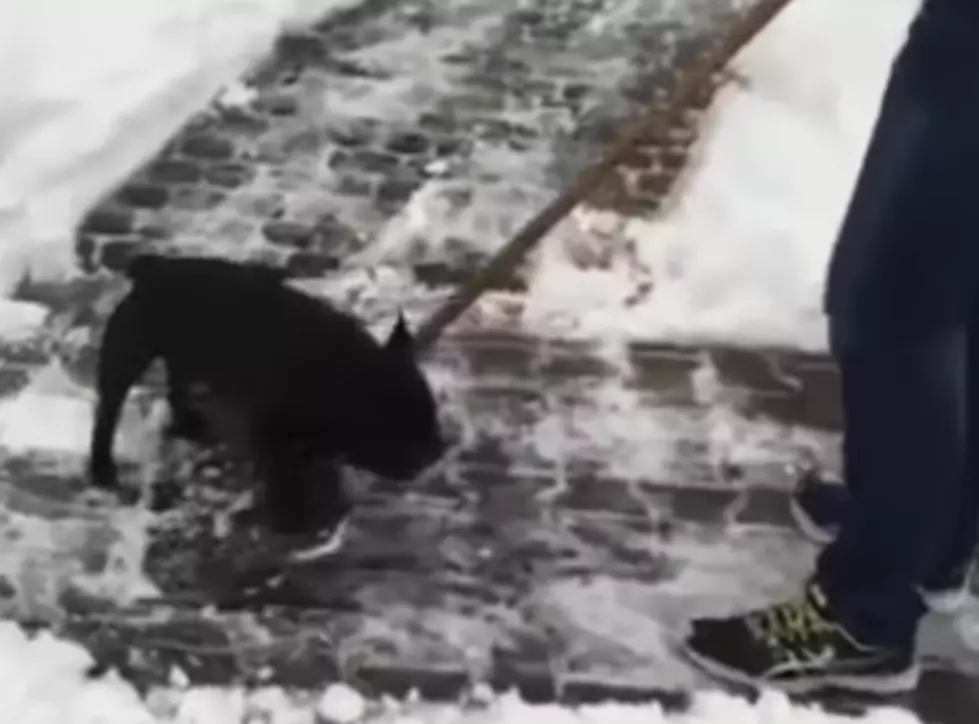 Enjoy Dogs &#8216;Helping&#8217; Owners Shovel Snow [VIDEO]