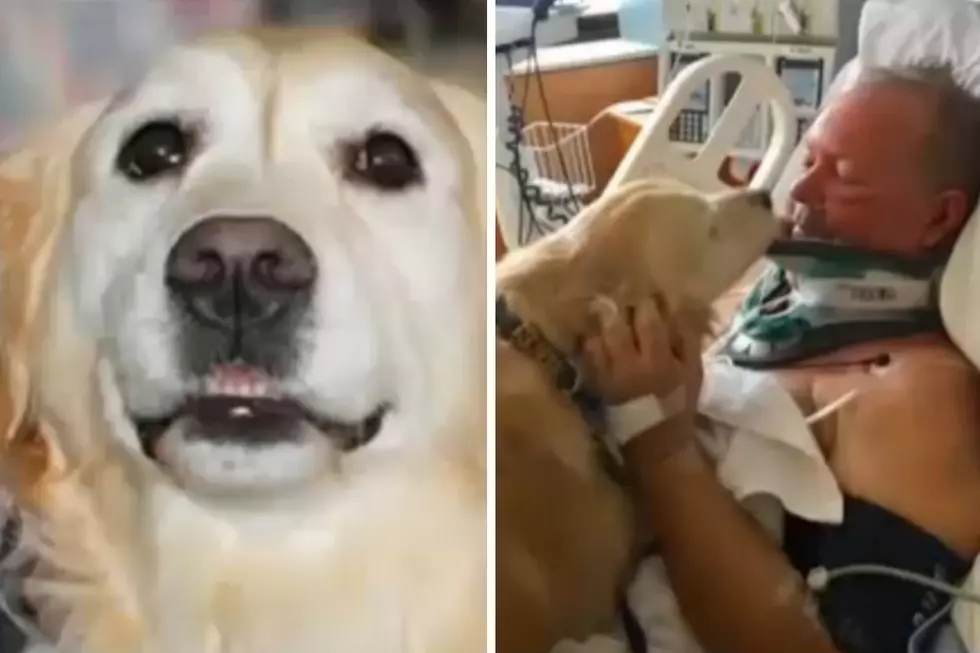 Hero Dog Saves Owner&#8217;s Life in Northern Michigan [VIDEO]