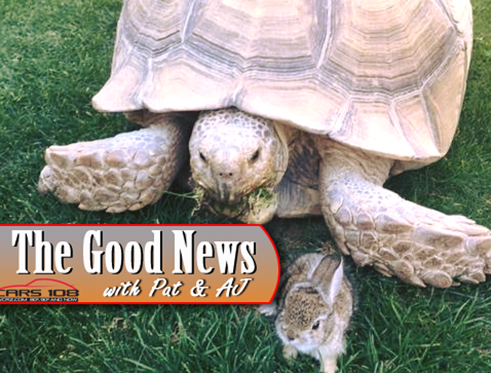 Tortoise and Baby Bunny Become BFF’s at Arizona Hotel – The Good News [PHOTO]