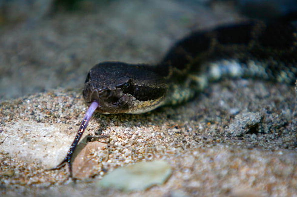 Meteorologist Poses with Rattlesnake and People Flip Out on Her, Hard — Here’s Why [PHOTO]