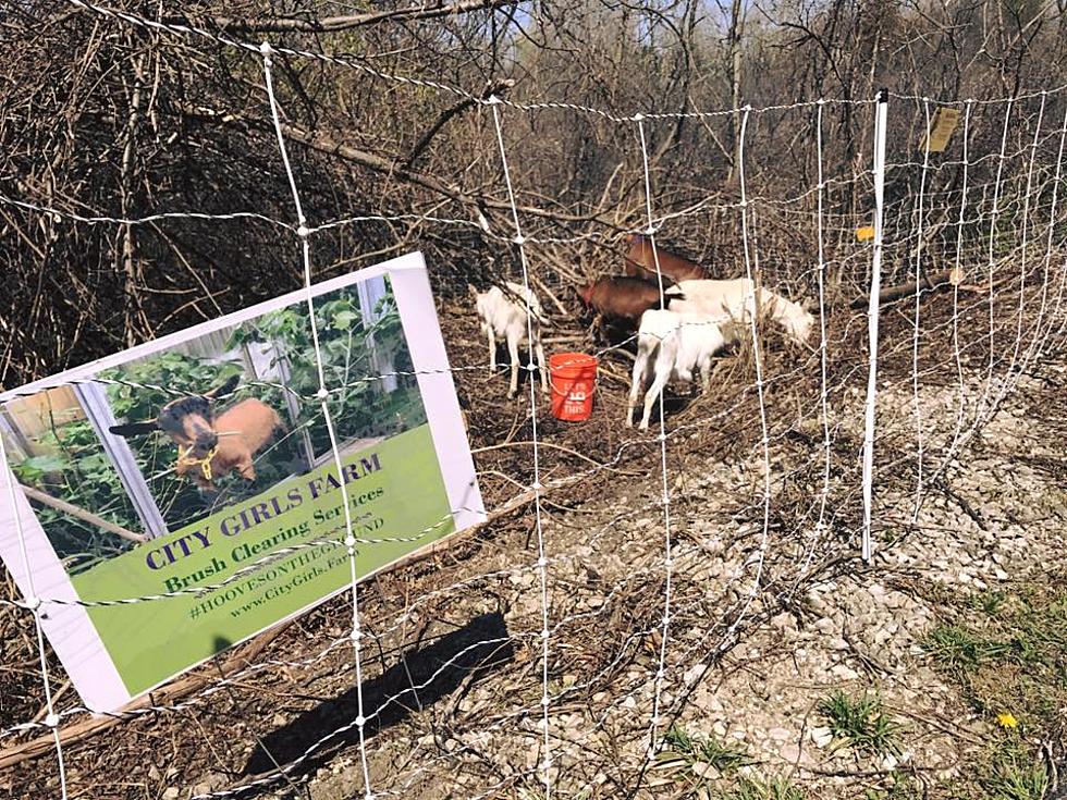 WATCH: Goats Are Grazing Along the Polly Ann Trail in Oakland County [VIDEO]