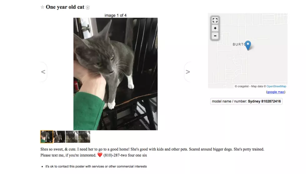 The Best of FREE on Flint Craigslist This Week – Cats and Pianos [PHOTOS]