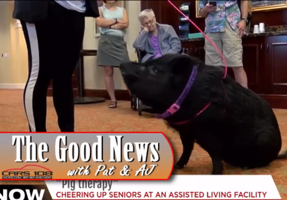 Therapy Pig. At a Nursing Home. That&#8217;s It. That&#8217;s The Good News Today [VIDEO]