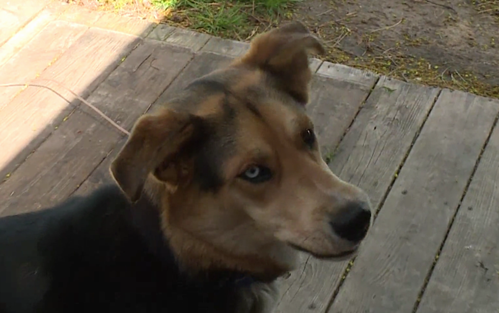Saginaw Family Reunited With Missing Dog – The Good News [VIDEO]