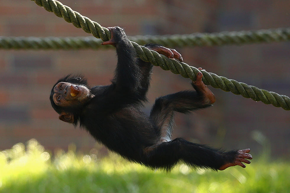 Chimps in New York Denied Human Rights