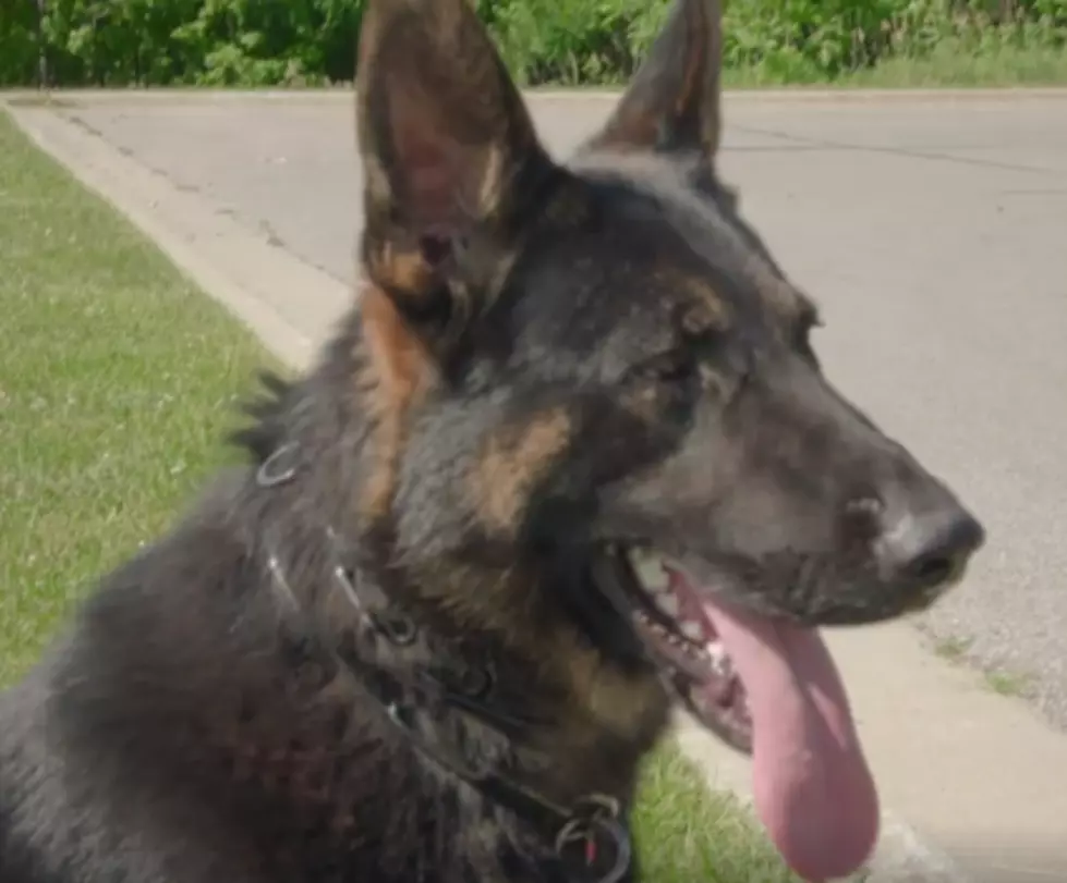 Meet Axel &#8212; New K-9 for the Lapeer County Sheriff Department [VIDEO]
