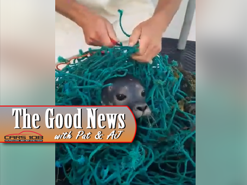 Maine Lobstermen Rescue Baby Seal – The Good News [VIDEO]