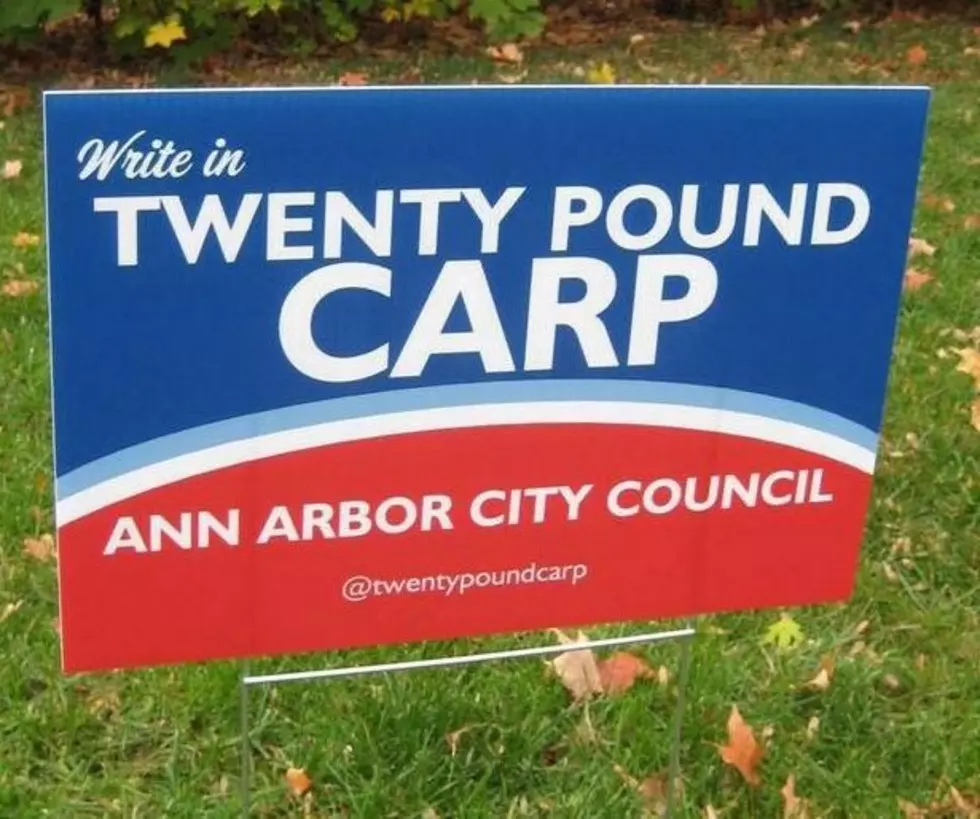 Ann Arbor’s Twenty Pound Carp is Swimming Back for Write-in Votes Today