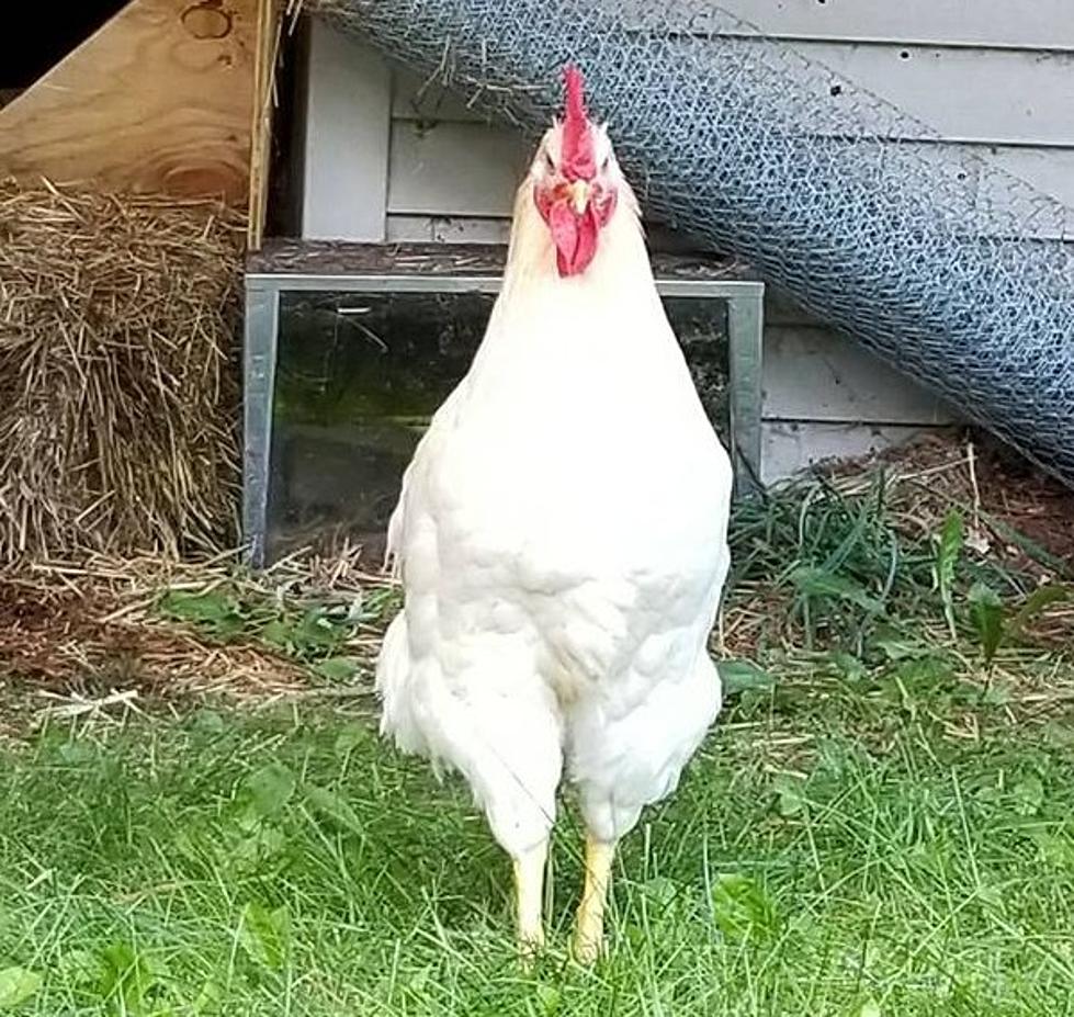 Michigan Woman Giving Away Free Rooster Because He’s an ‘Inconsiderate Jerk’
