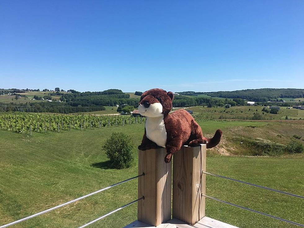 Michigan Winery Posts Adorable Plea for Misplaced Stuffed Otter